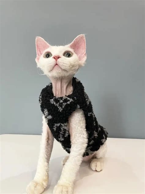 louis vuitton cat sweater